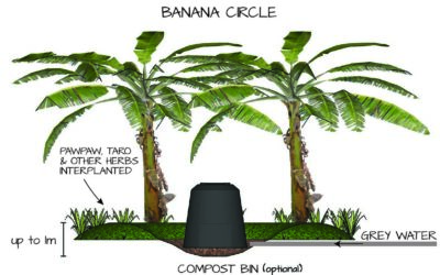 Banana Circle